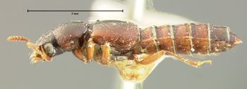 Media type: image;   Entomology 6539 Aspect: habitus lateral view